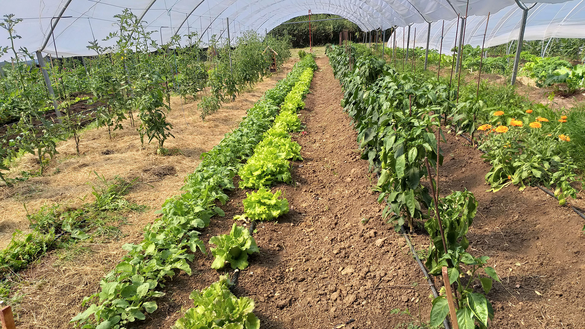 agricultura-sostenible-cultivos-ecologicos