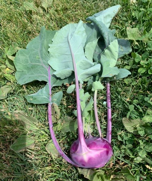 Colirrábano morado