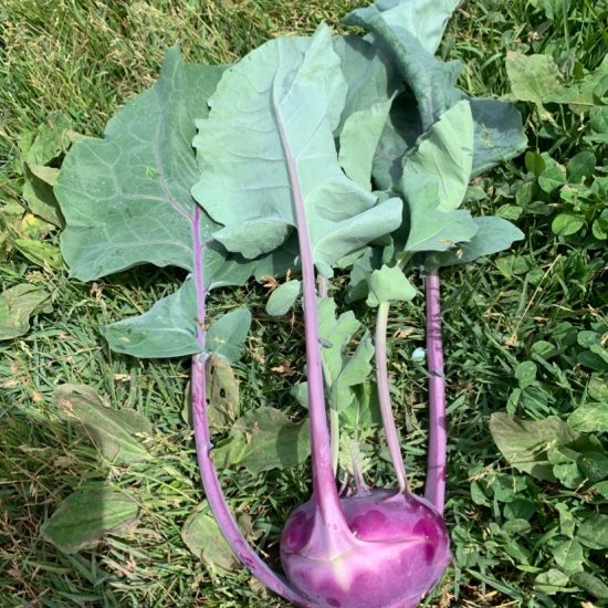 Colirrábano morado
