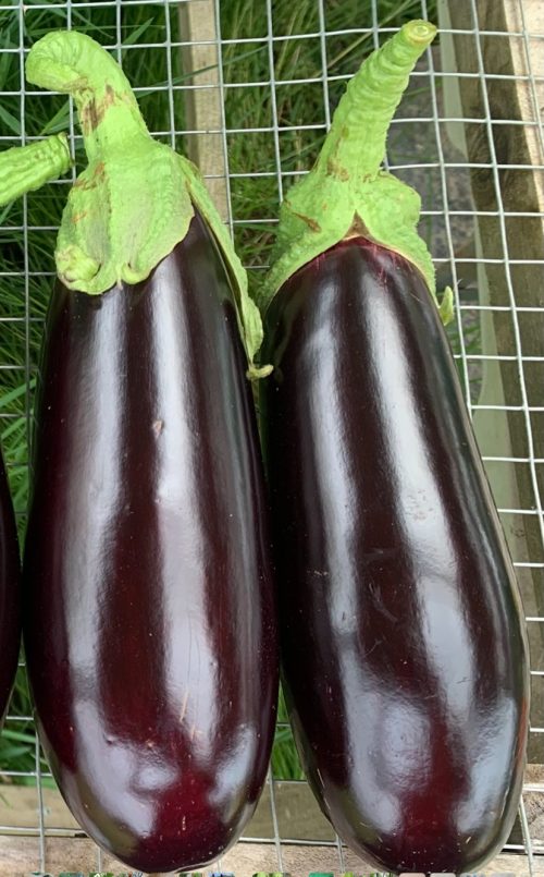 BERENJENA