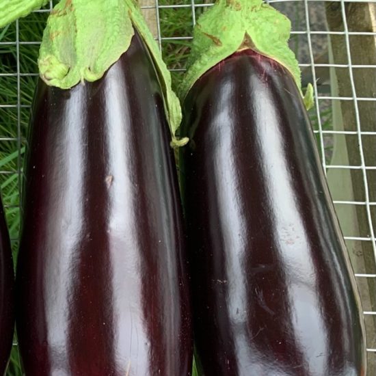 BERENJENA