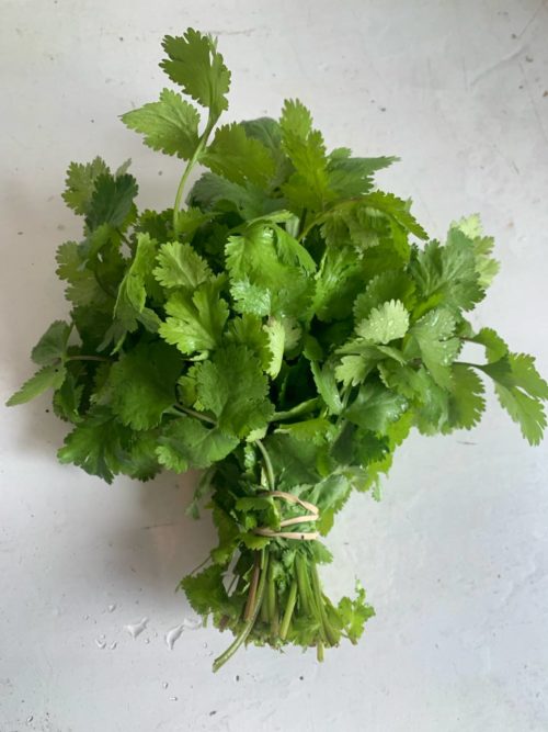 Cilantro