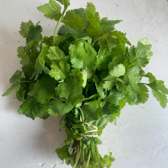 Cilantro