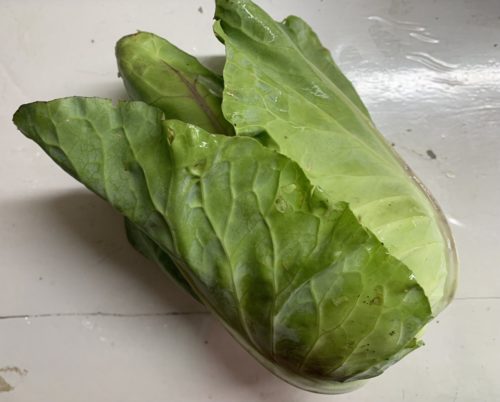 Repollo picudo