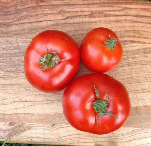 TOMATE ENSALADA