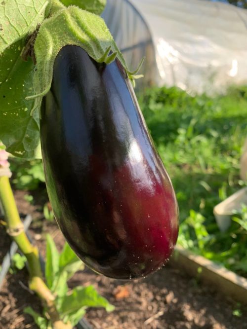 BERENJENA