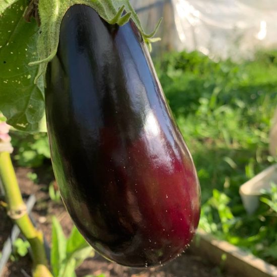 BERENJENA