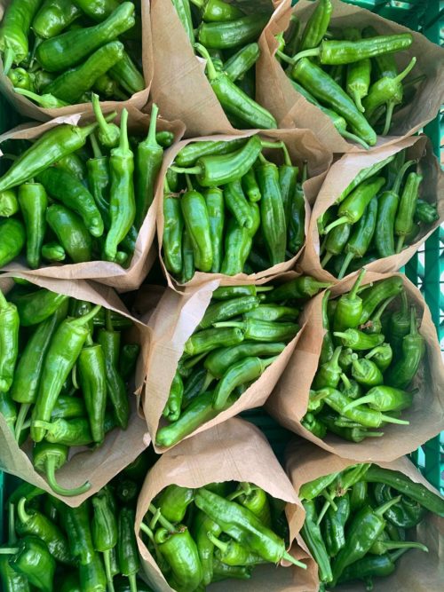 Pimiento padrón