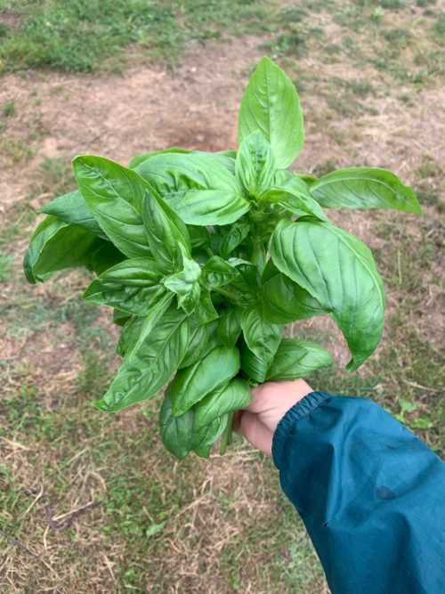 ALBAHACA