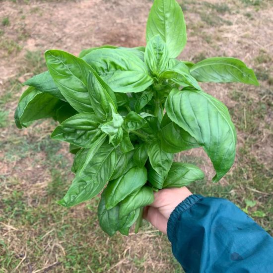 ALBAHACA
