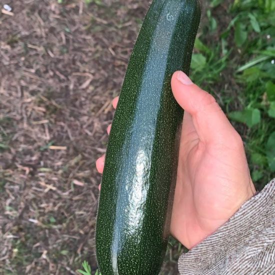CALABACÍN VERDE