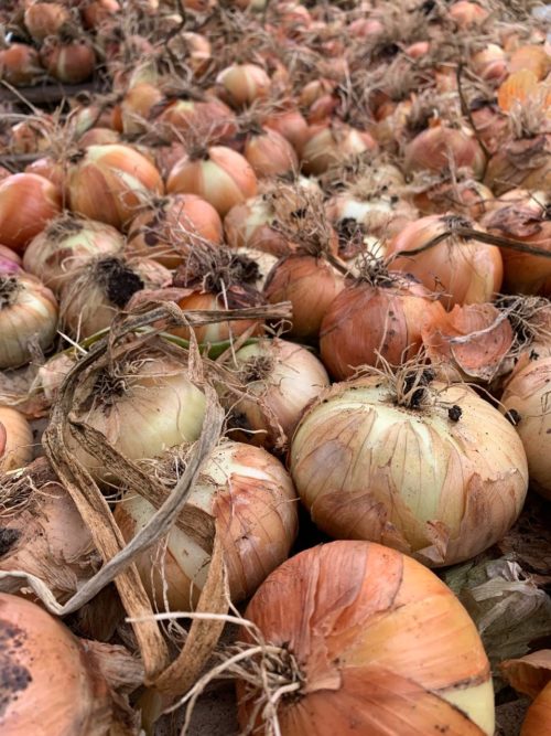 Cebolla
