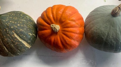Calabaza poti