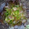 Lechuga ROBLE