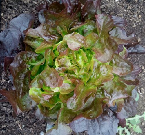 Lechuga ROBLE