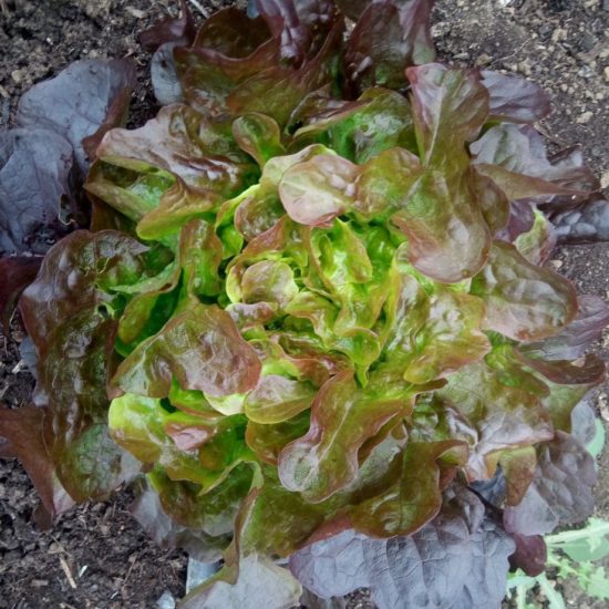 Lechuga ROBLE