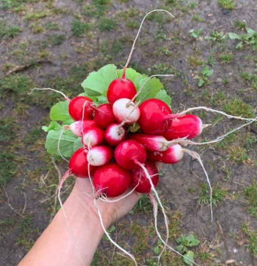 RABANITOS