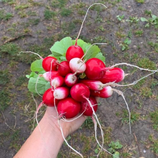 RABANITOS