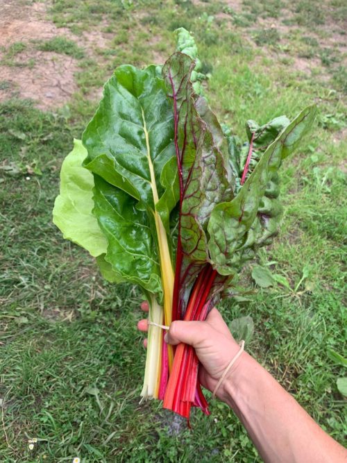 Acelga de colores