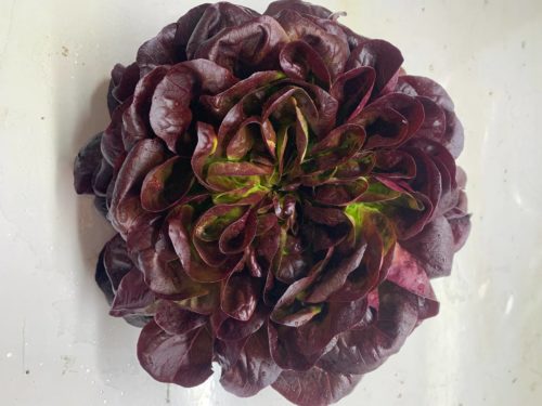 LECHUGA SALANOVA ROJA