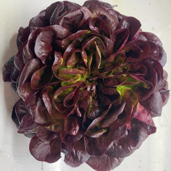 LECHUGA SALANOVA ROJA