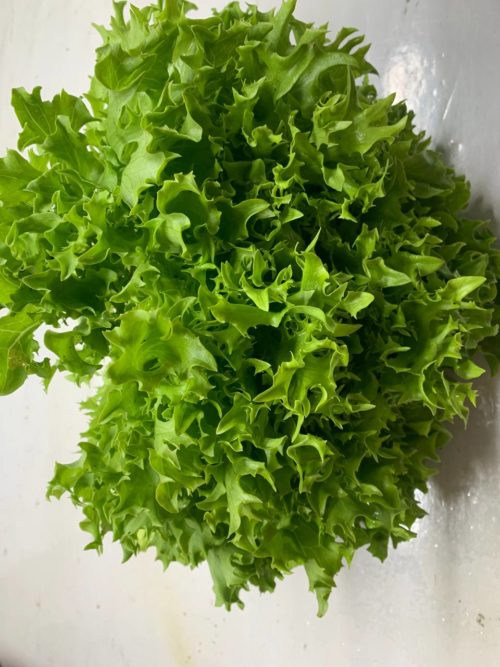 LECHUGA SALANOVA VERDE