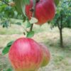 Manzana roja