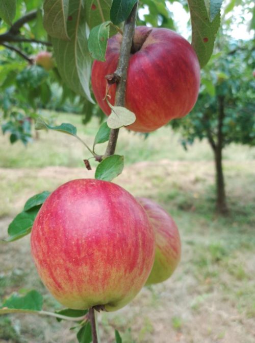 Manzana roja