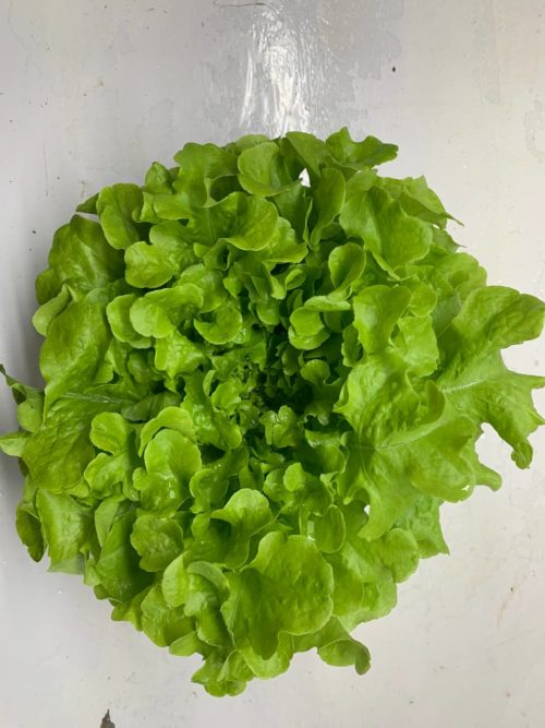 LECHUGA