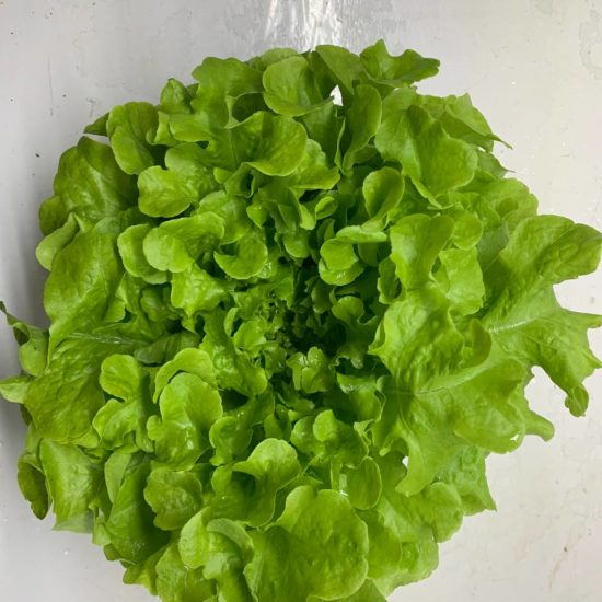 LECHUGA