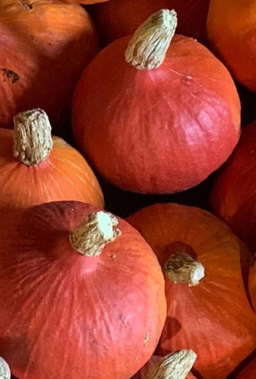 Calabaza potimarrón