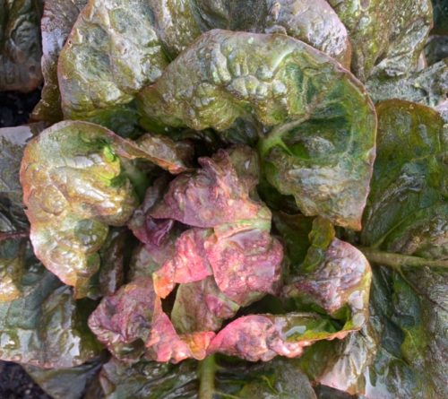Lechuga cogollo