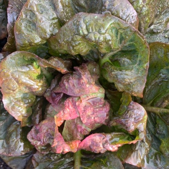 Lechuga cogollo
