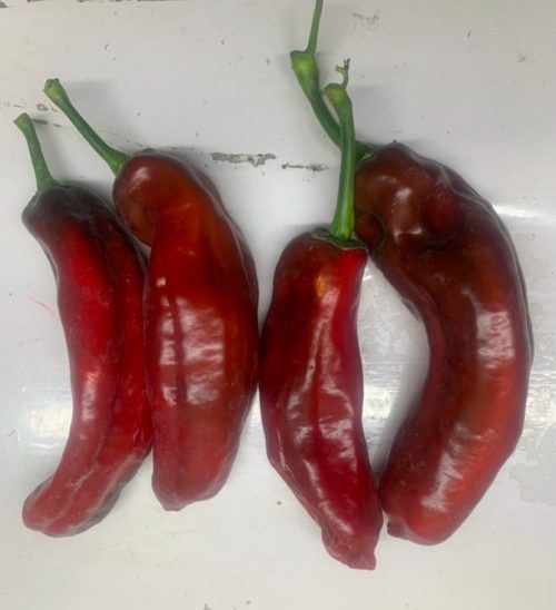 Pimiento italiano rojo