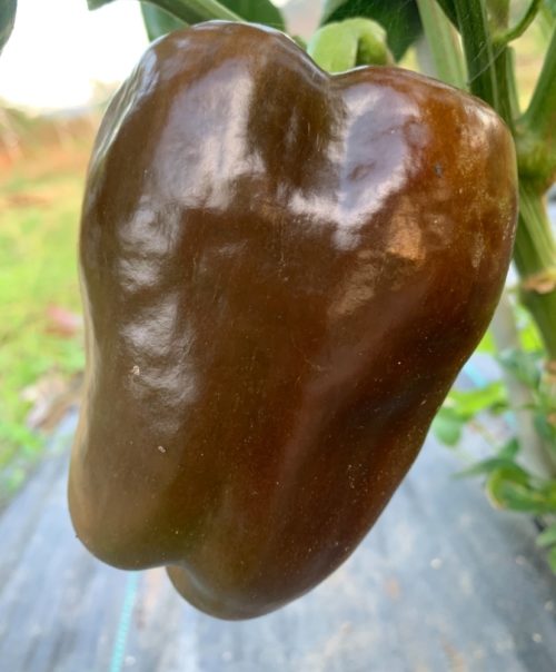 Pimiento chocolate