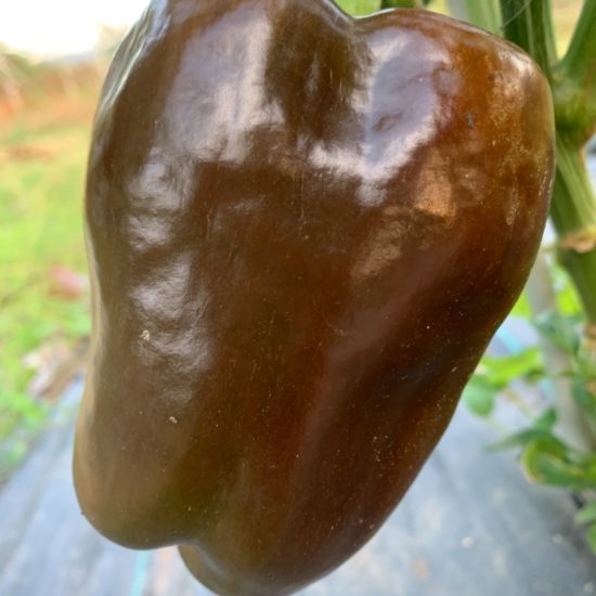 Pimiento chocolate