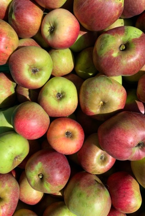 Manzana reineta encarnada