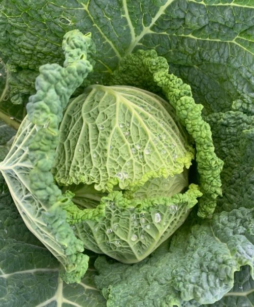 Repollo redondo