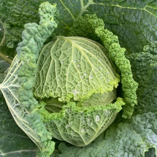 Repollo redondo
