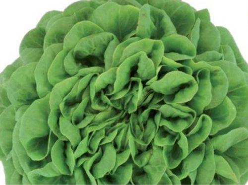 Lechuga