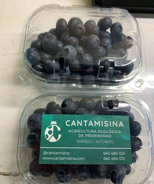 Arándanos