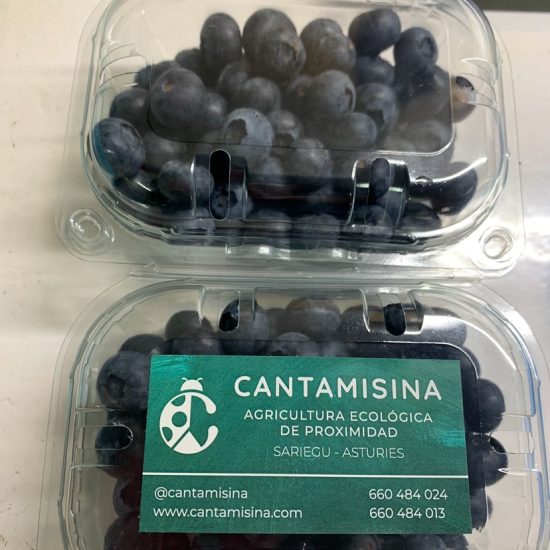 Arándanos