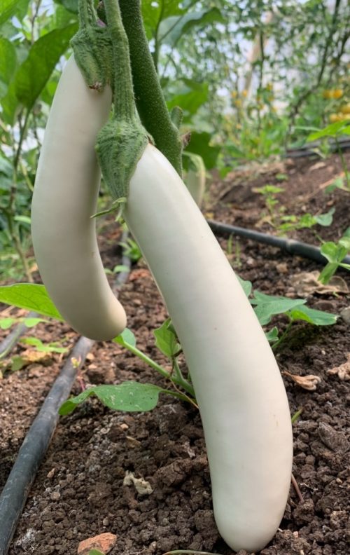 Berenjena blanca