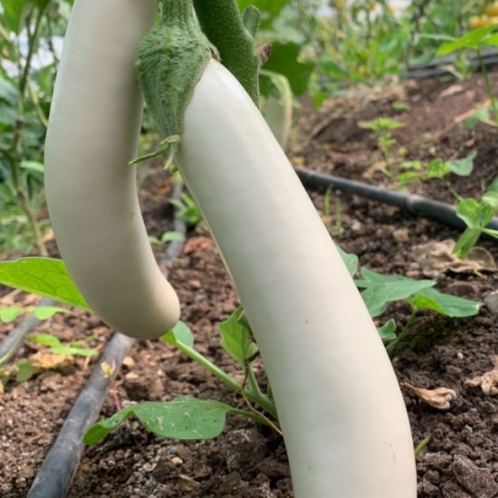 Berenjena blanca